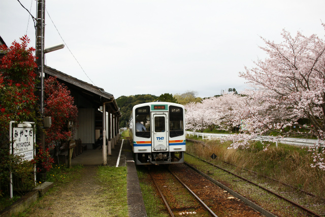 駅Cafe　桜.jpg